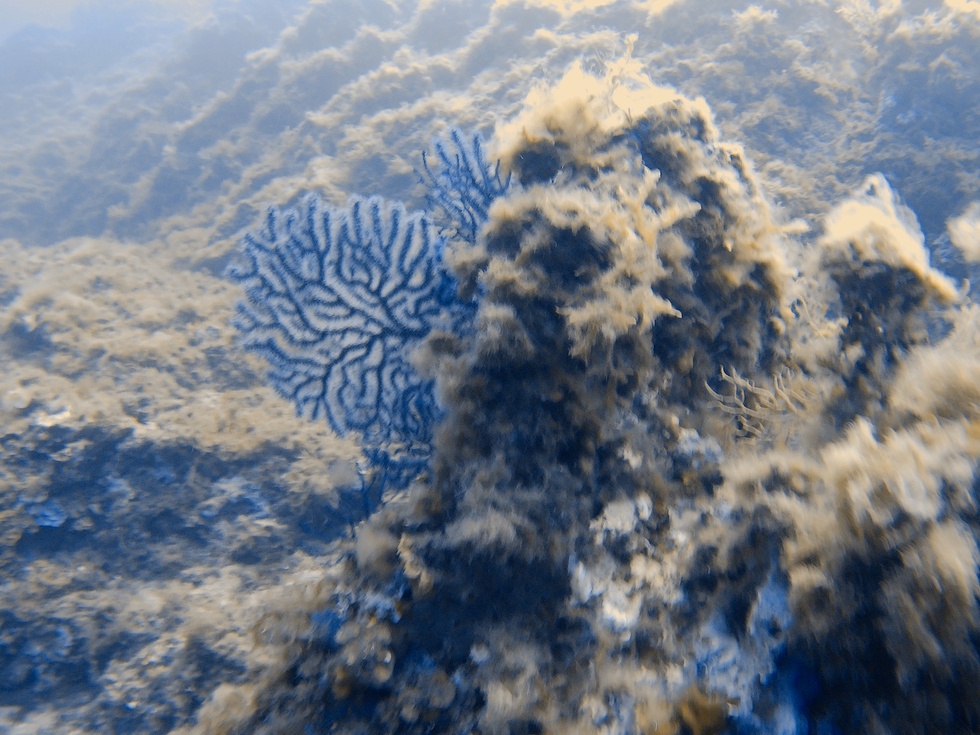 Underwater around Hyères, France