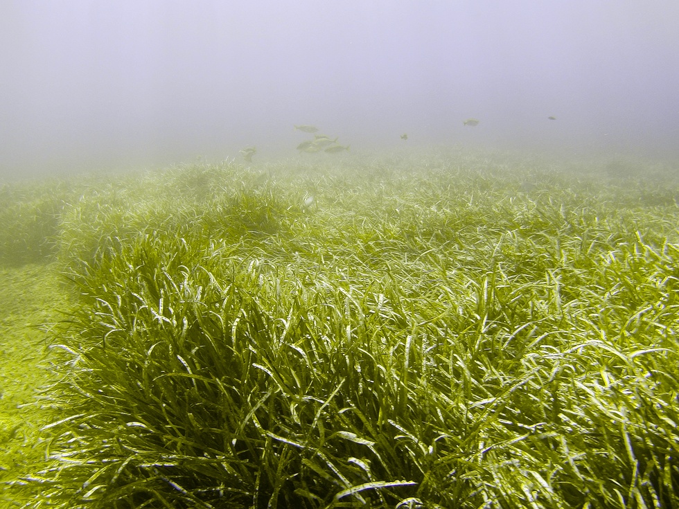 Underwater around Hyères, France