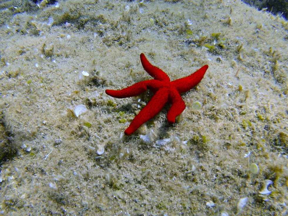 Underwater around Hyères, France