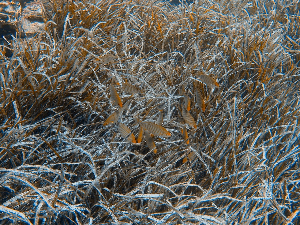 Underwater around Hyères, France