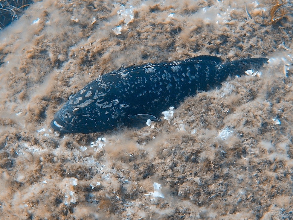 Underwater around Hyères, France