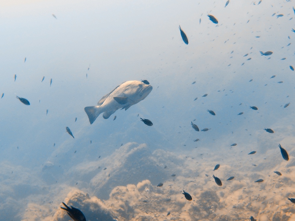 Underwater around Hyères, France